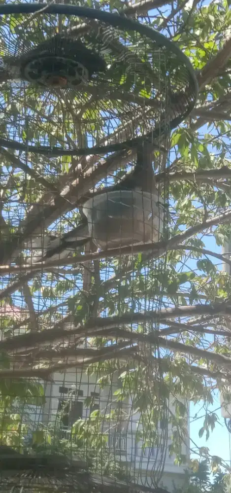 JUAL BURUNG DGN SANGKAR NYA