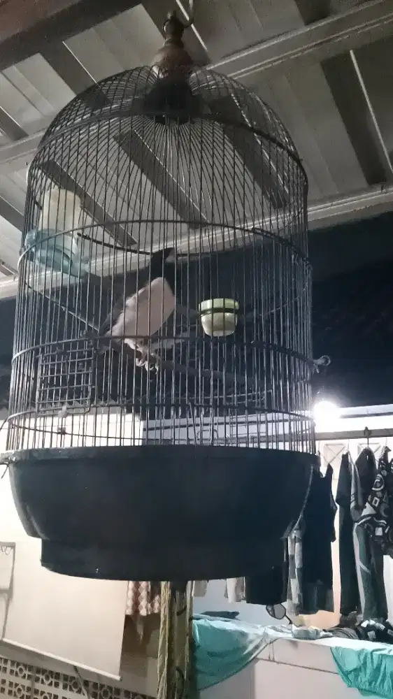 Jual burung jalak suren