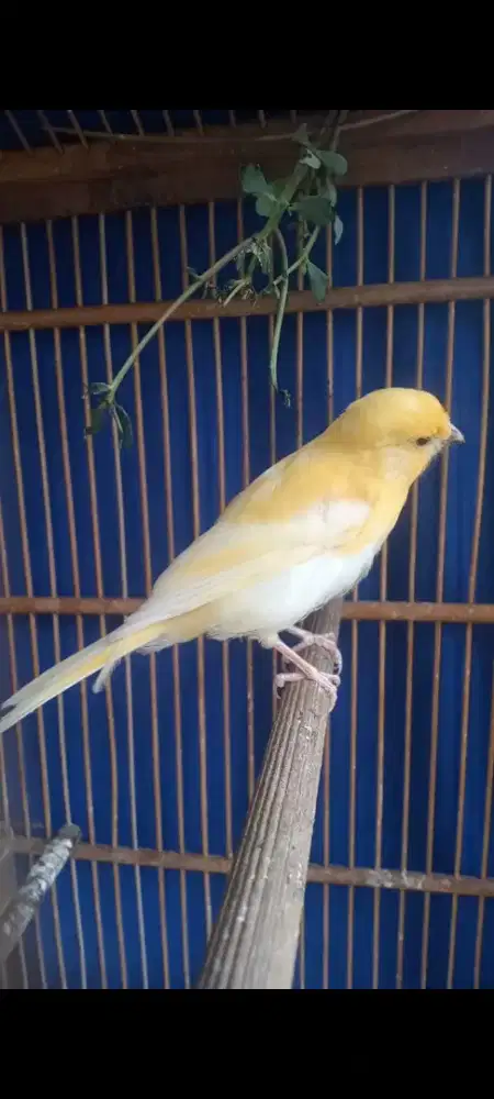 AF cerah, kaset kusut