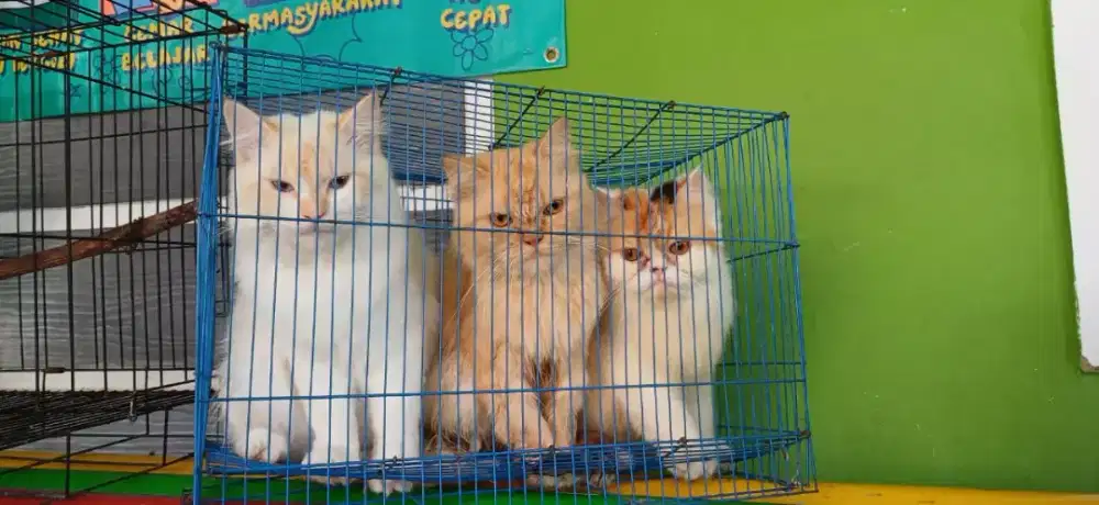 Jual Kucing Persia