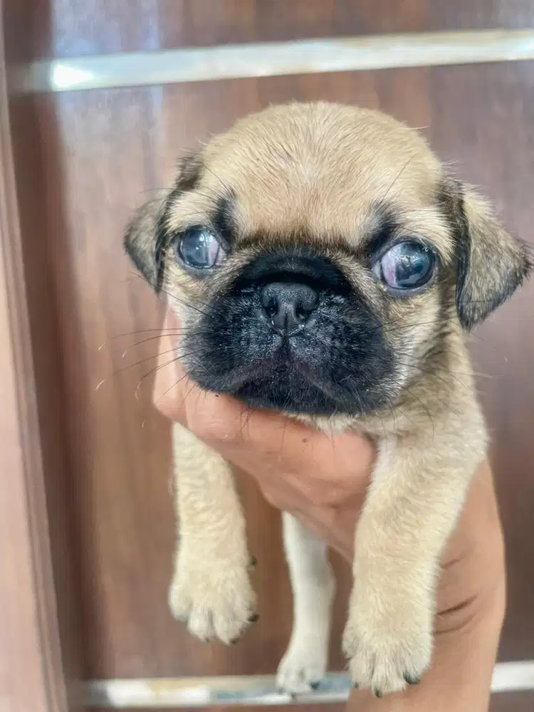 Pug Jantan 2 bulan