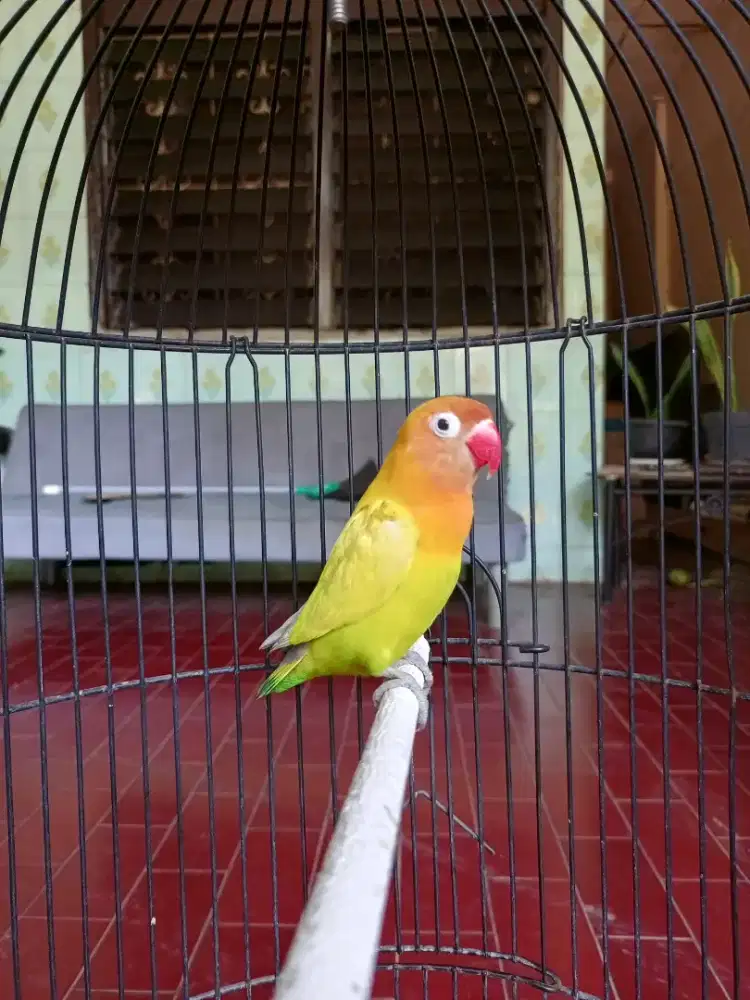Di juaL Lovebird Rumahan