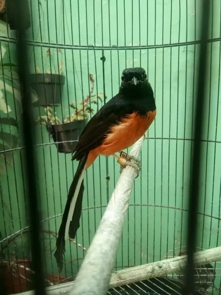 Burung Murai batu prosfek ekor 23 pastol