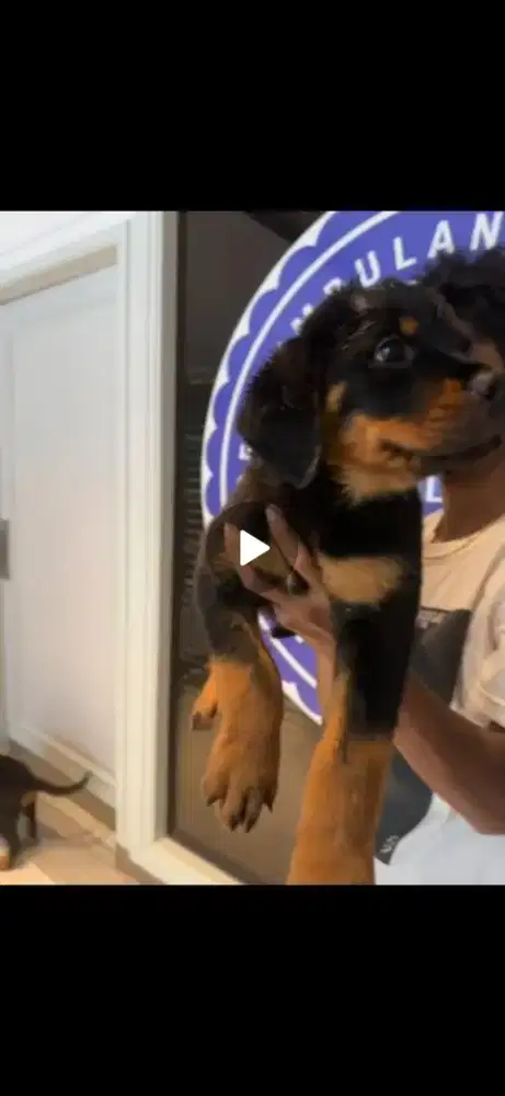 Anjing Rottweiler Stambum Umur 2 Bulan