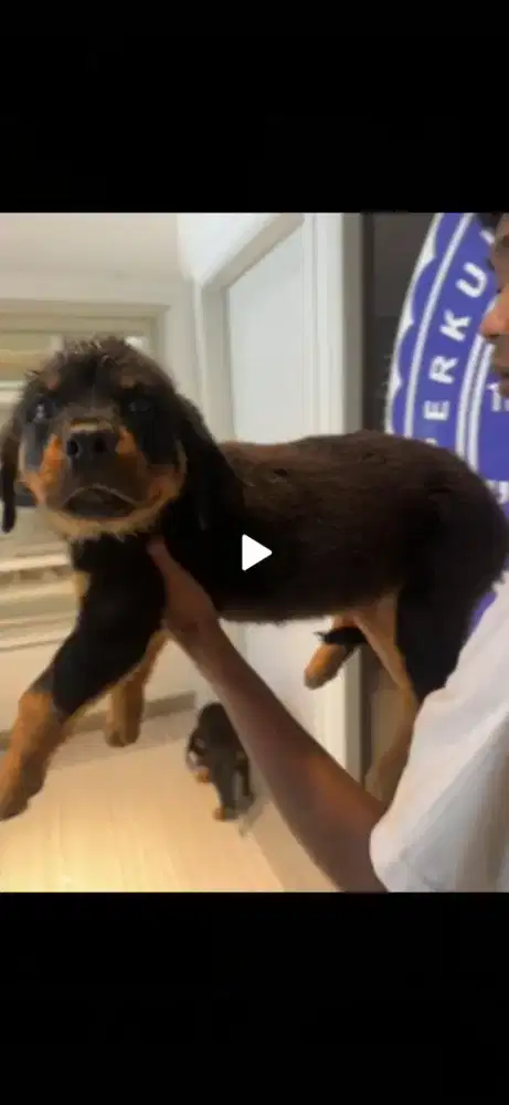 Anjing Rottweiler Stambum Umur 2 Bulan