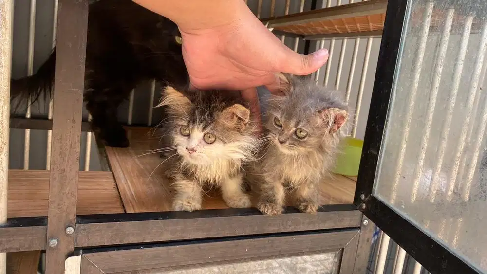 anakan kucing persia asli