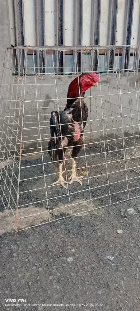 ayam shamo eropa line zuchter