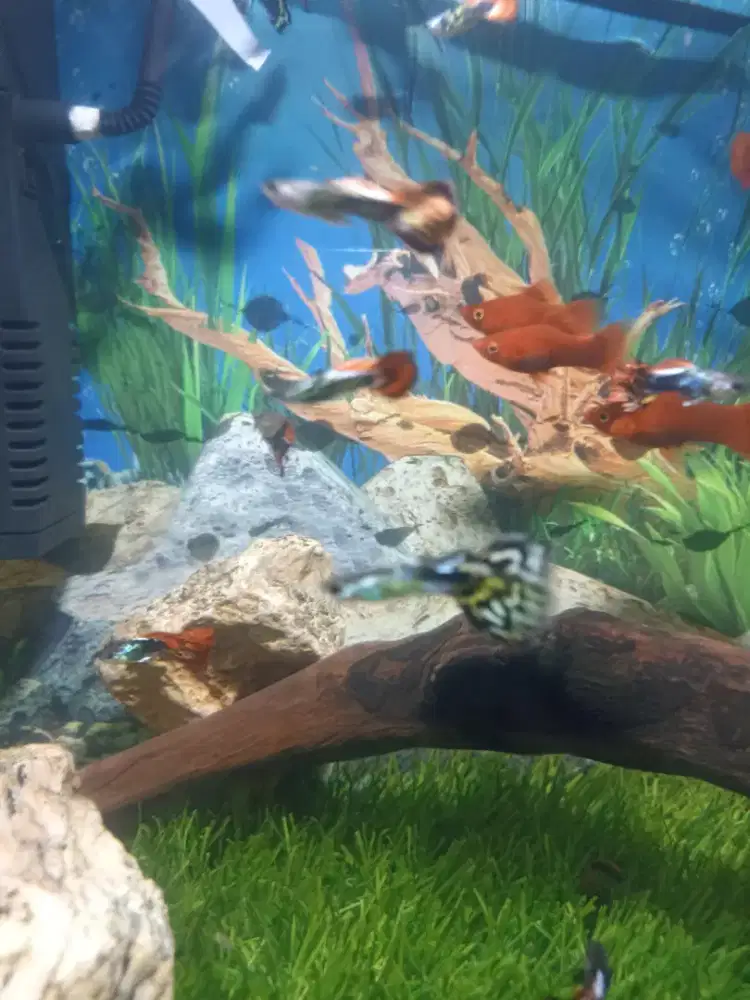 Ikan guppy sesuai foto