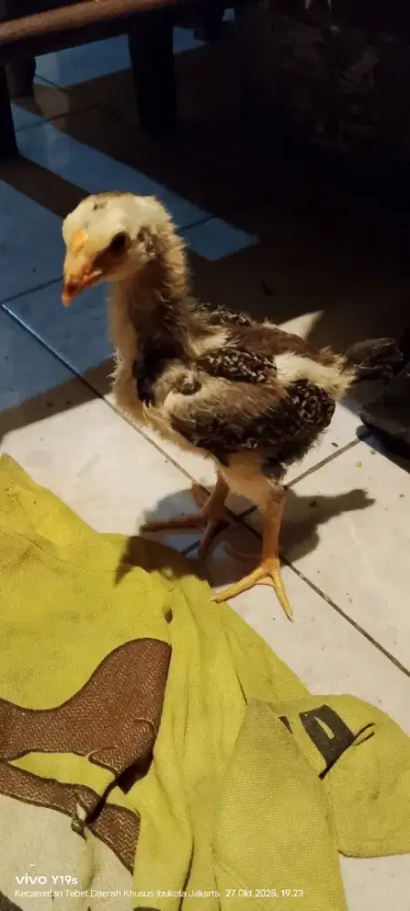 anakan shamo eropa line zuchter