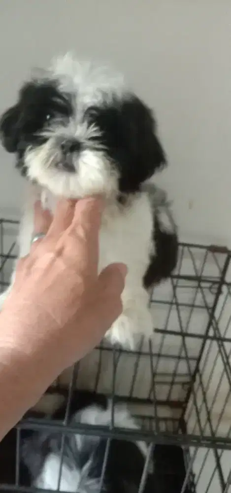 Anakan Shitzu betina 2.5 bulan