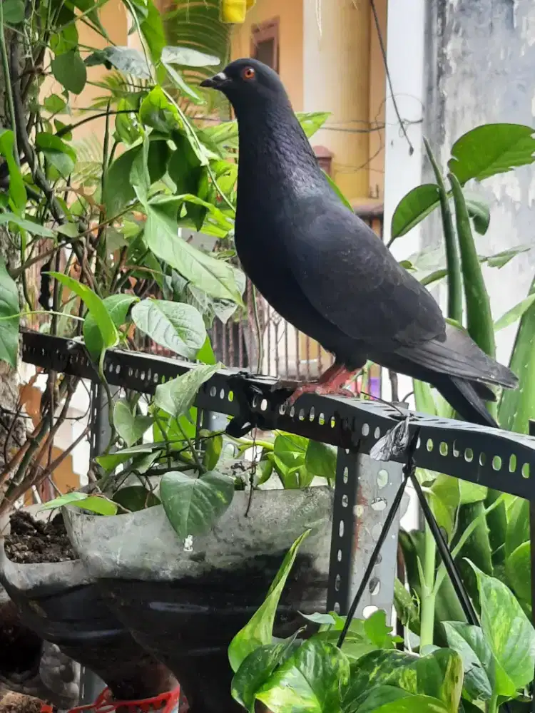 Merpati tinggi  murah bandung kota