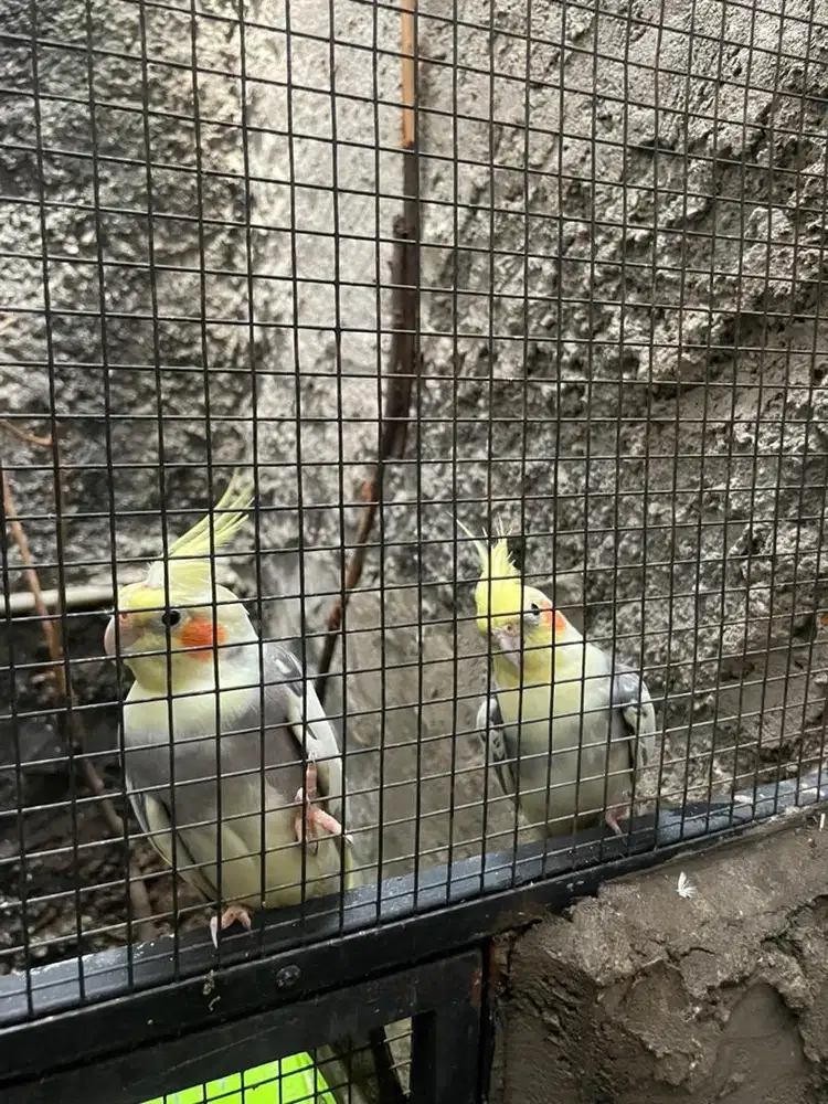 Falk Parkit Australia