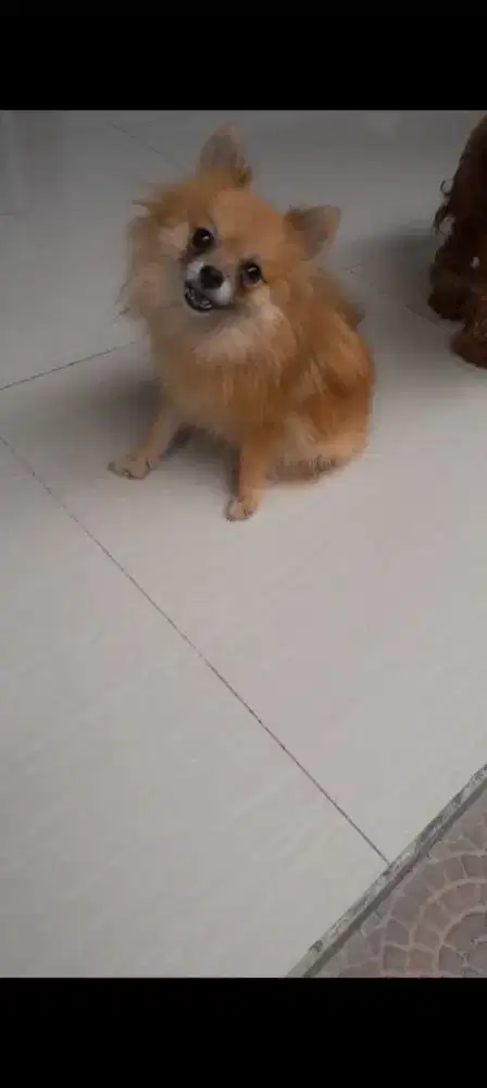 jual Minipom ras kecil