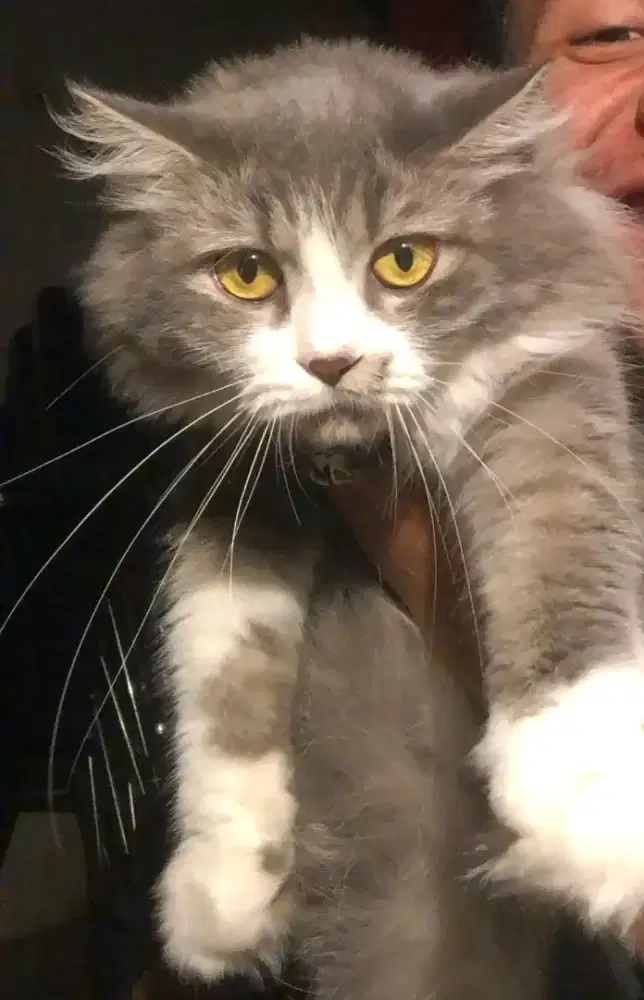 Kucing Persia medium