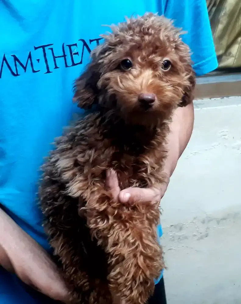 Red Poodle  stambum vaksin