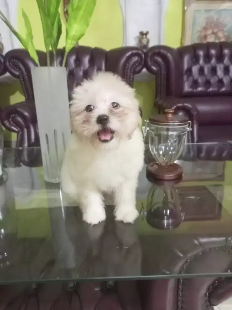 SHIPOO /SHIHTZU POODLE