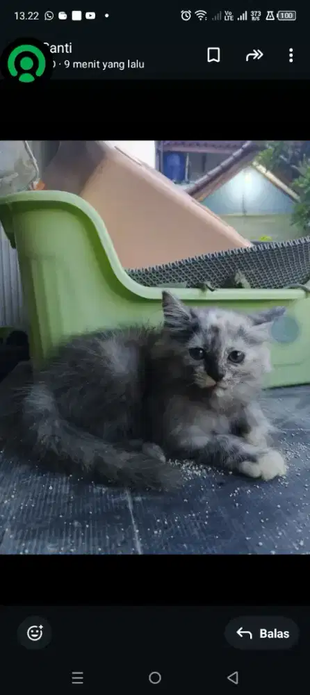 Kucing' persia mix Maicon coon