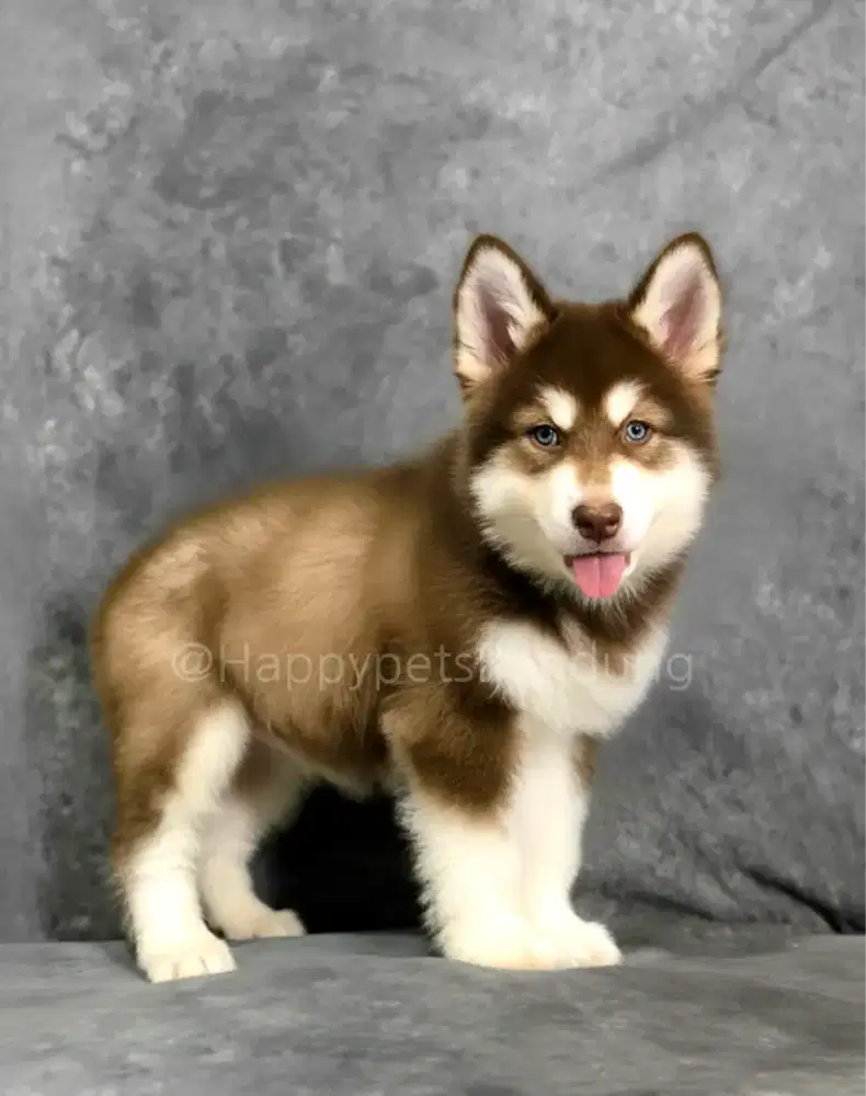 Alaskan Malamute Betina