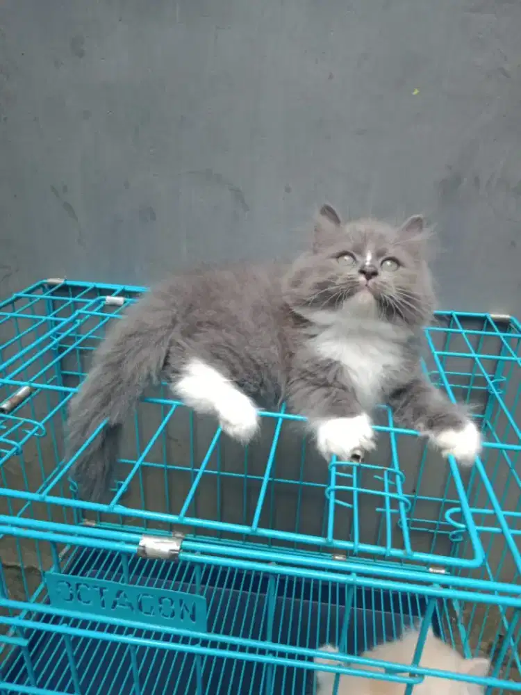 Lepas adopsi kitten usia 2 bulan