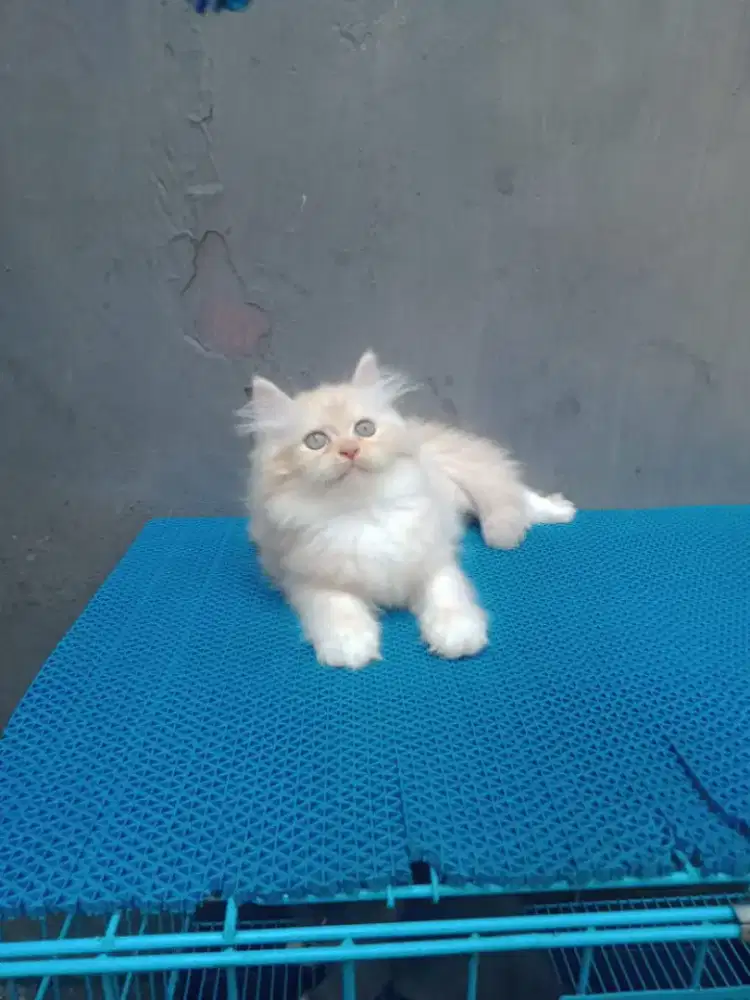 Lepas adopsi kitten usia 2 bulan