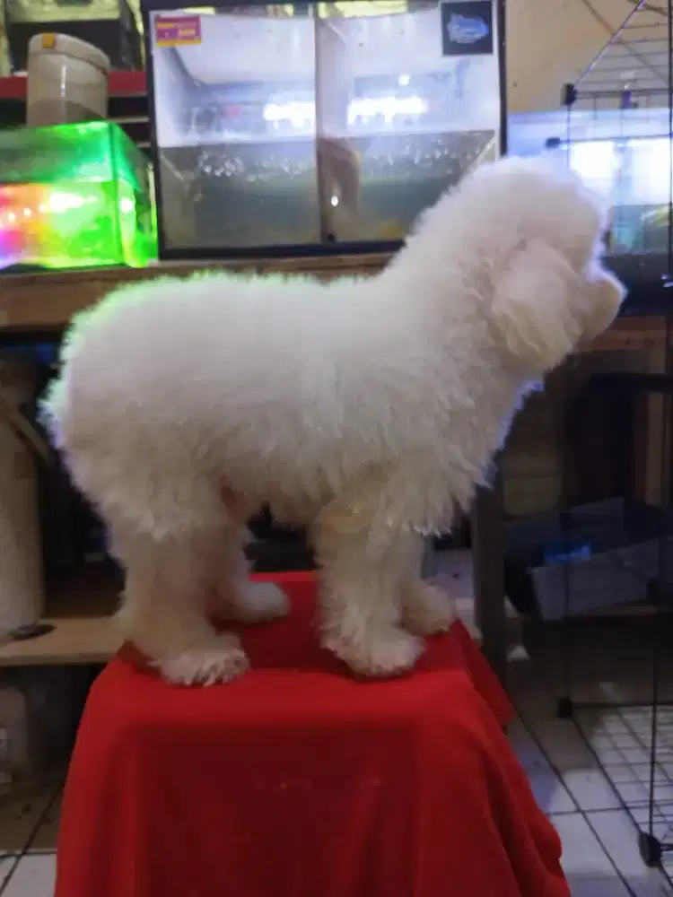 2 ekor Jantan Poodle Putih toy