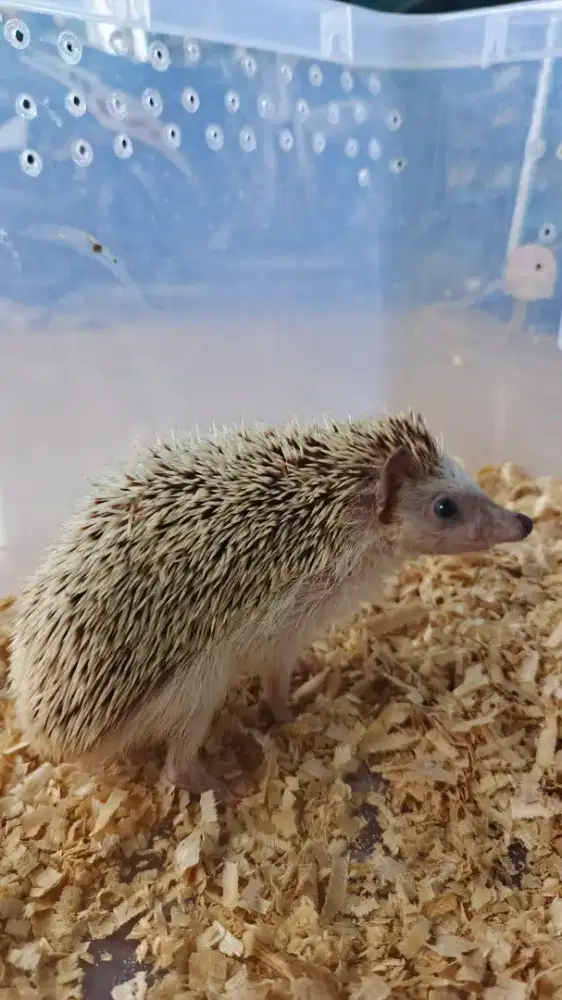 Landak Mini Cinnamon