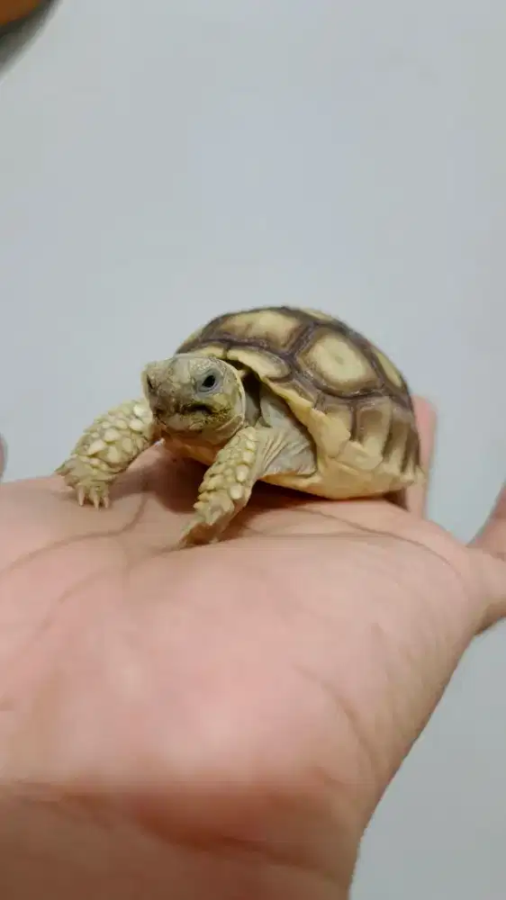 Kura Darat Sulcata 5,5 cm