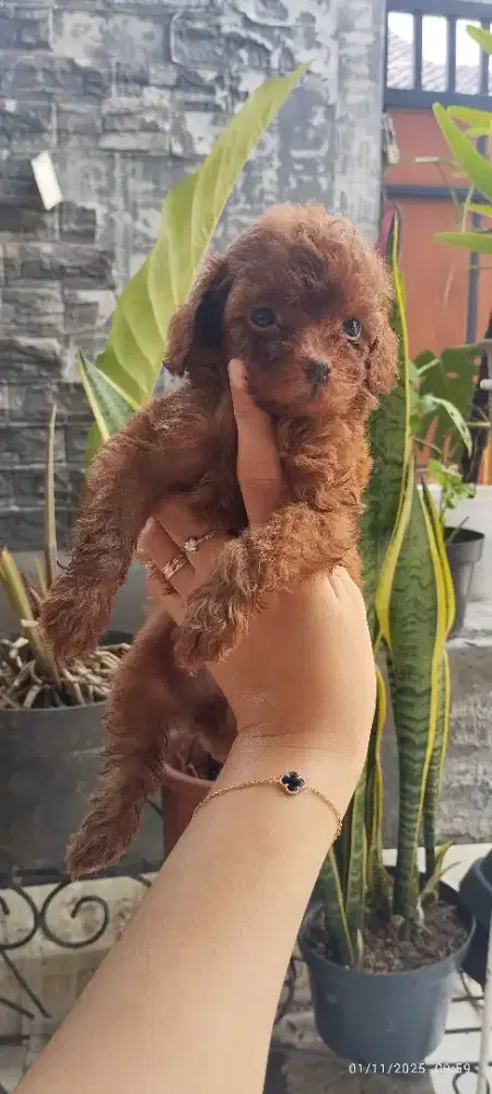 Toy poodle jantan betina