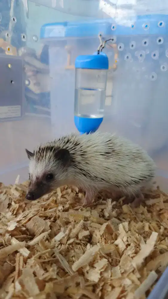 Landak Mini High White Pinto