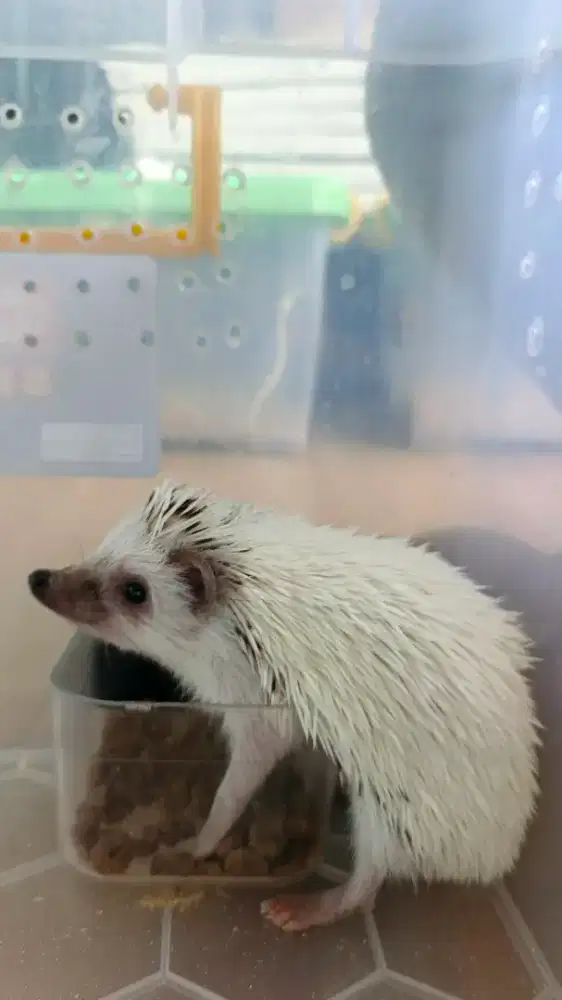 Landak Mini Tobiano High White