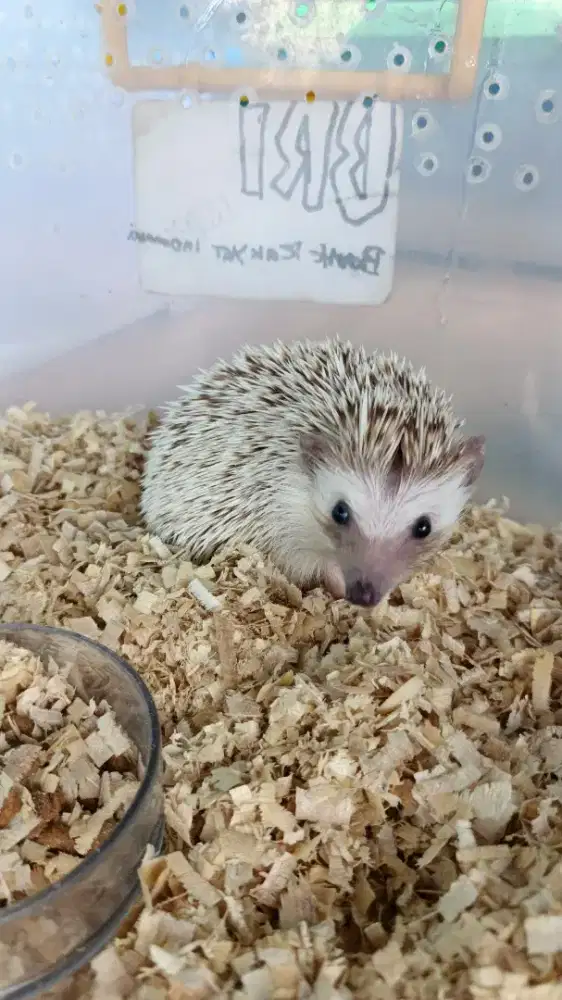 Landak Mini Jantan Indukan