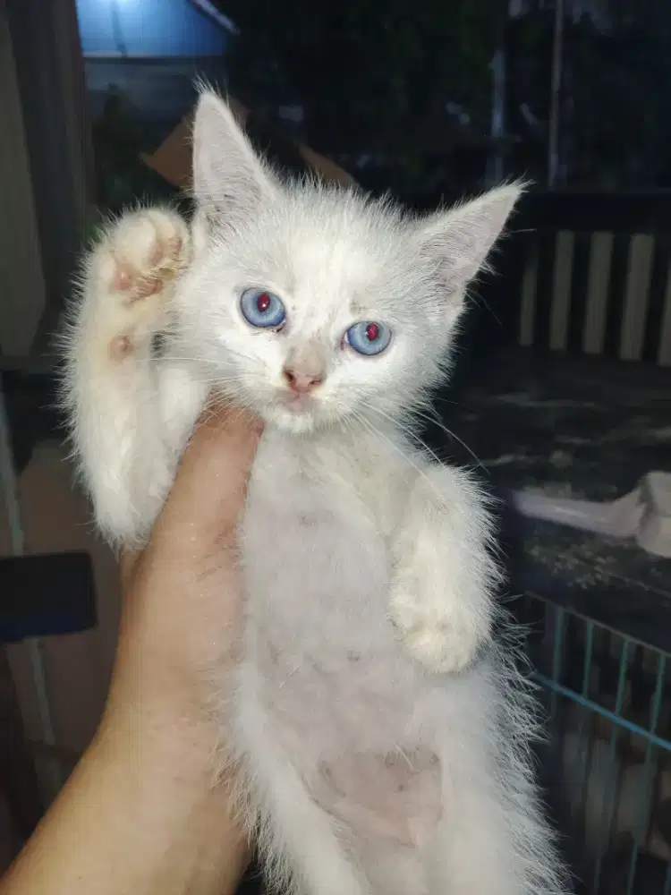 Kitten Persia mix maencoon