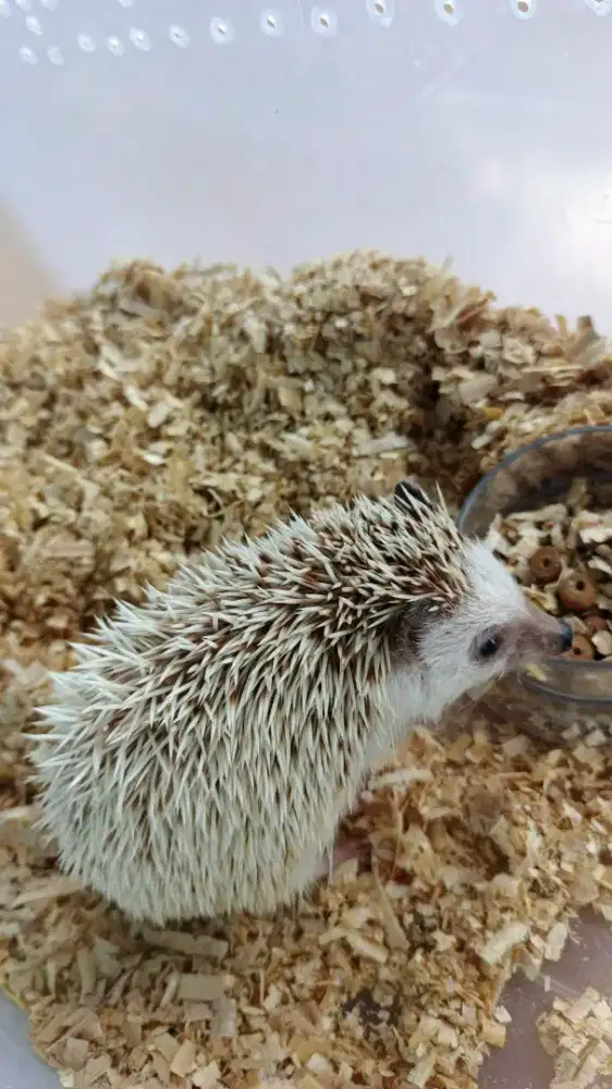 Landak Mini Indukan Betina