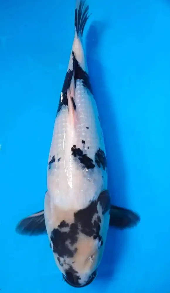 Ikan koi Shiro 44 cm
