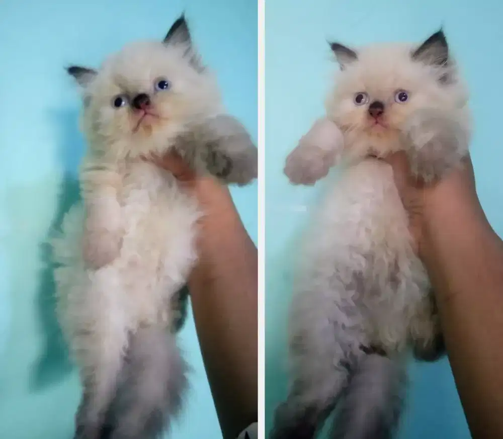 Kucing kitten Himalaya ragdoll super lucu