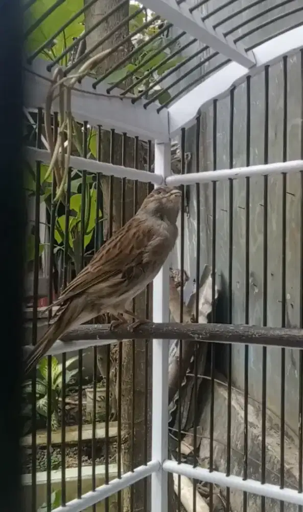 AF starblue nata lagu..