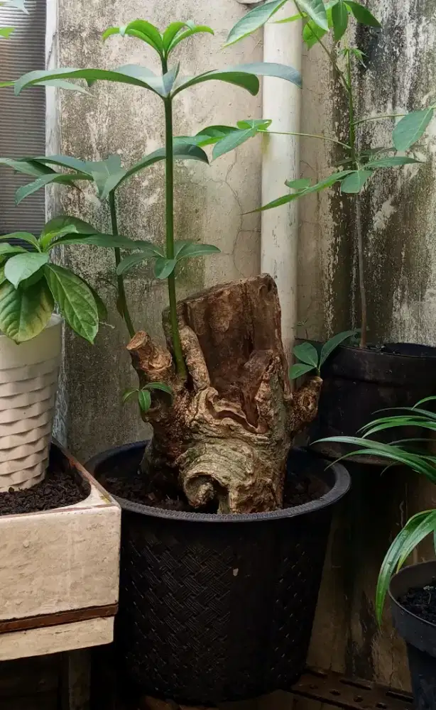 Bonsai pule bogel