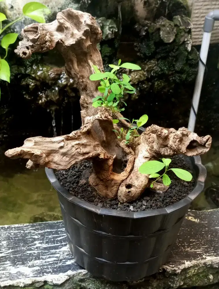 Bonsai sigar jalak