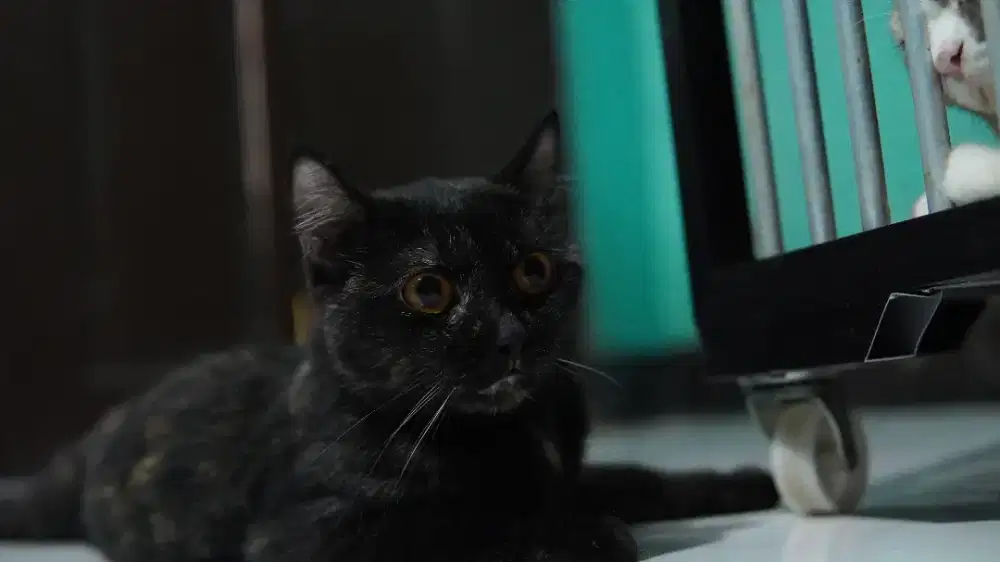 British short hair BSH betina