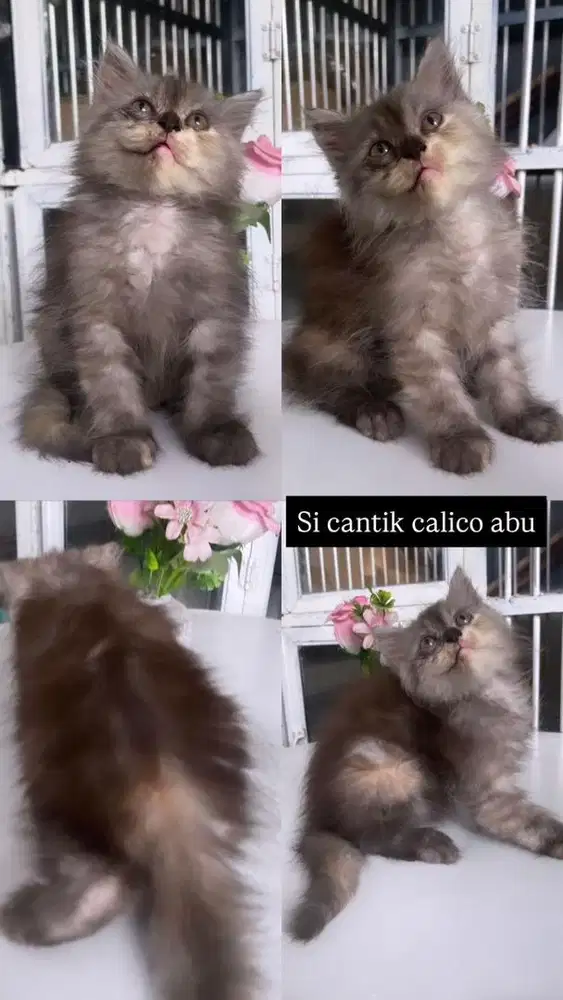 Kitten abu smoke calico