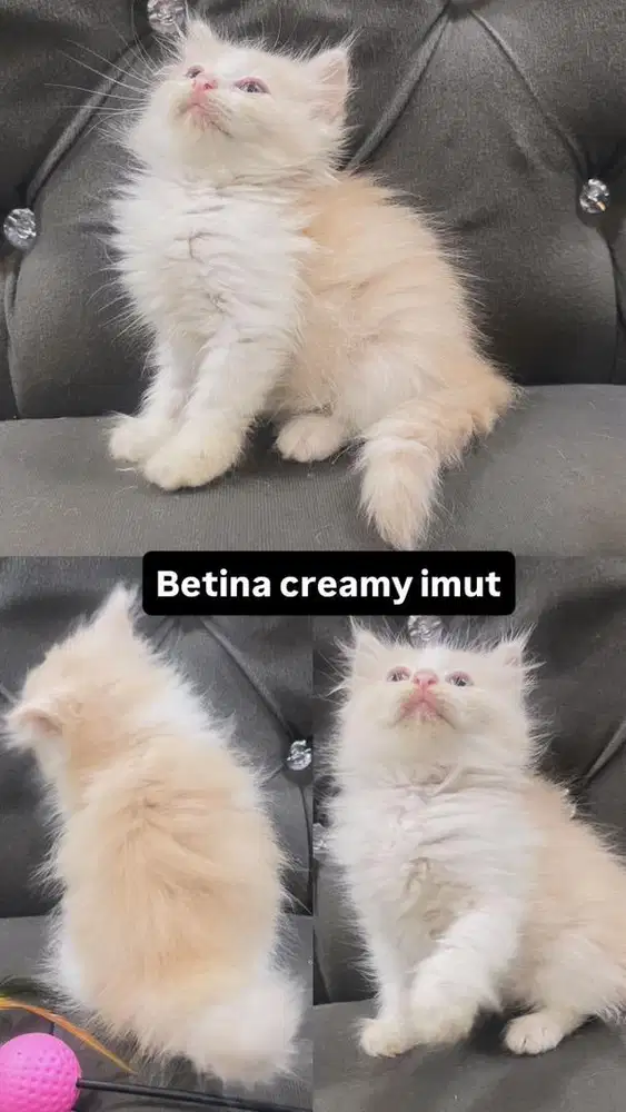Kitten betina creamy