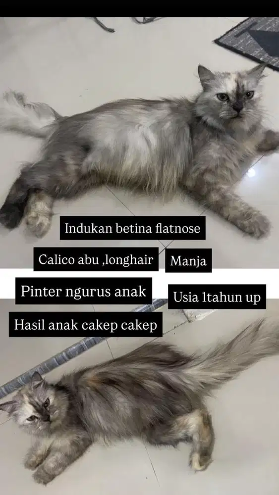 Indukan betina 1tahun up