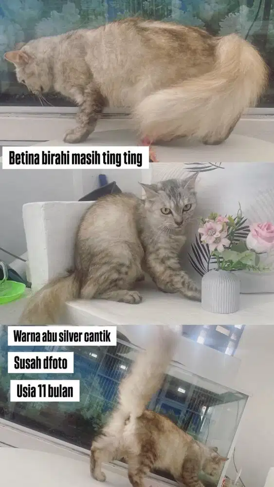 Betina birahi masih ting ting