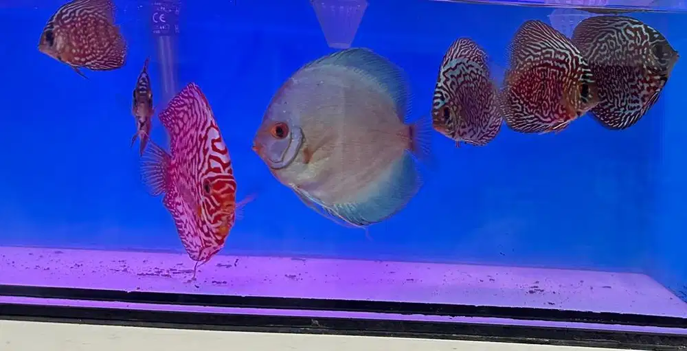 Ikan discus leopard snakeskin
