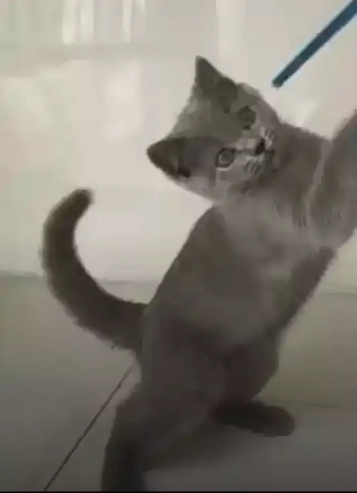 Kucing British Abusolid Favorite jantan