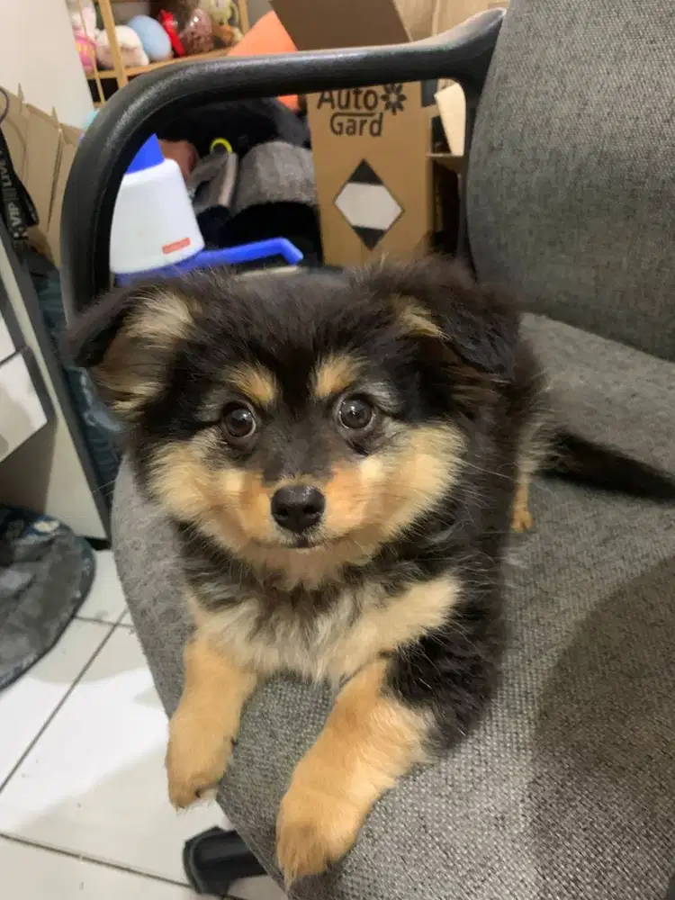 di jual anjing chihuahua mix long hair cewek 3 bulan lucu gemesssssss