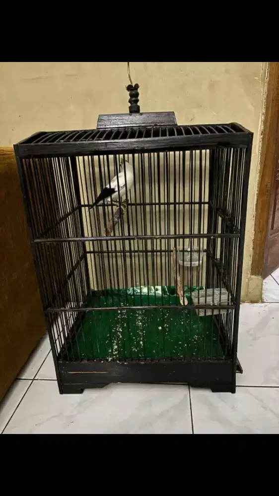 Burung Jalak sudah bunyi