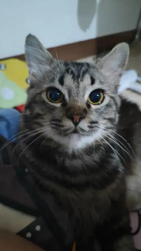 Cat Persian mix main coone