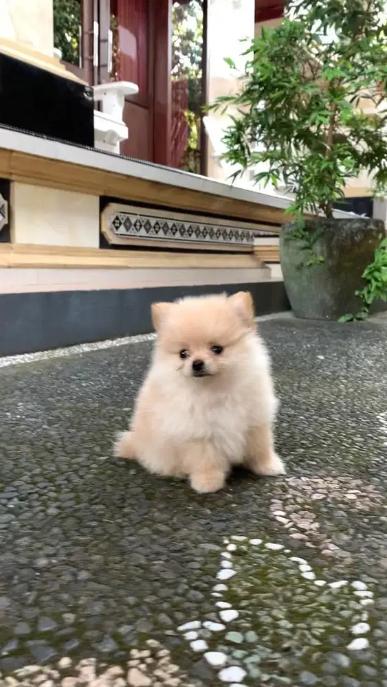 DI JUAL ANAK ANJING MINI POM