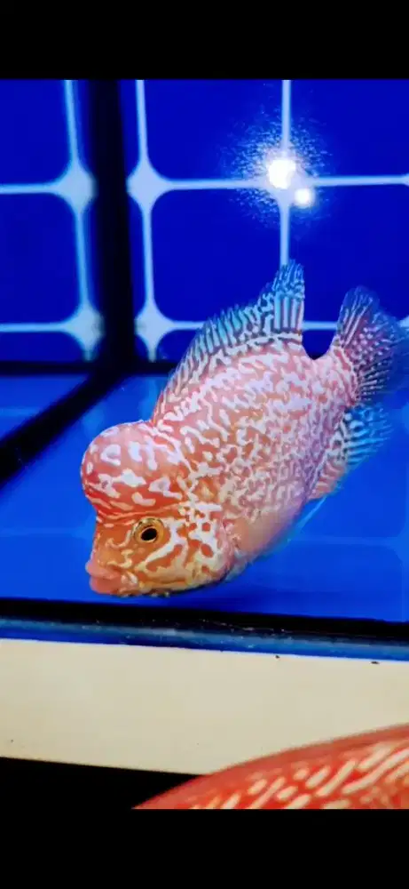 Louhan Golden Base Ajib